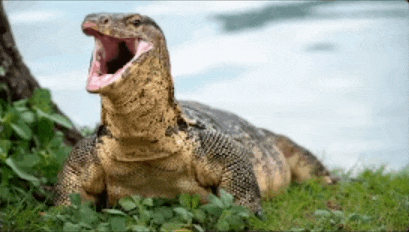a lizard is laying in the grass with its mouth open
