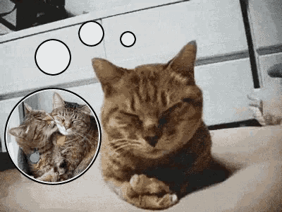 A Goofy Cat Dancing GIF - A Goofy Cat Dancing GIFs
