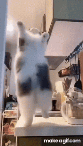 Cat Dance GIF - Cat Dance Goby GIFs