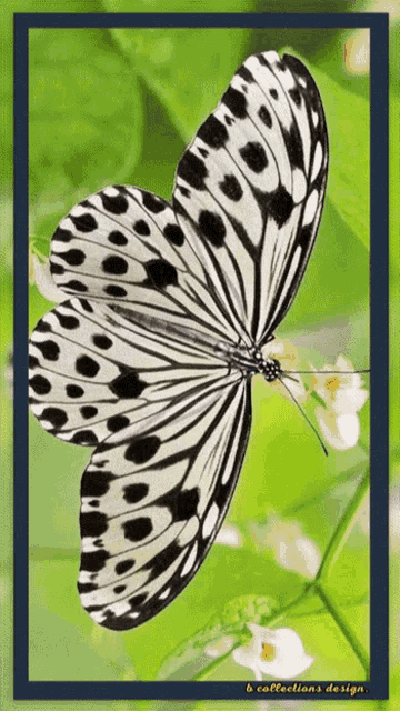 a black and white butterfly is sitting on a green flower