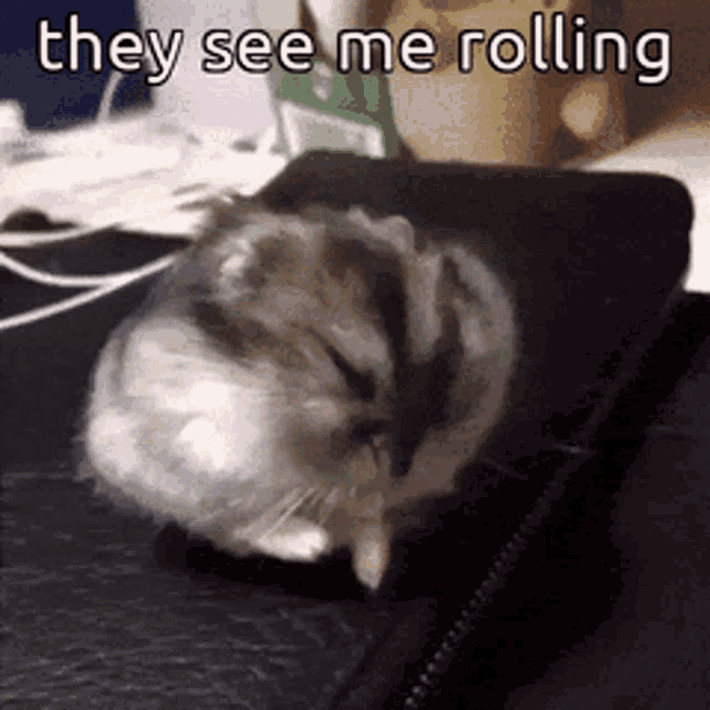 Animals With Captions They See Me Rollin GIF - Animals With Captions They See Me Rollin Funny Hamster GIFs