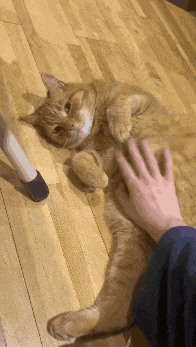 a cat is laying on its back on a wooden floor being petted by a person 's hand
