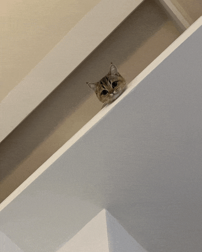 a cat is peeking over a white ledge