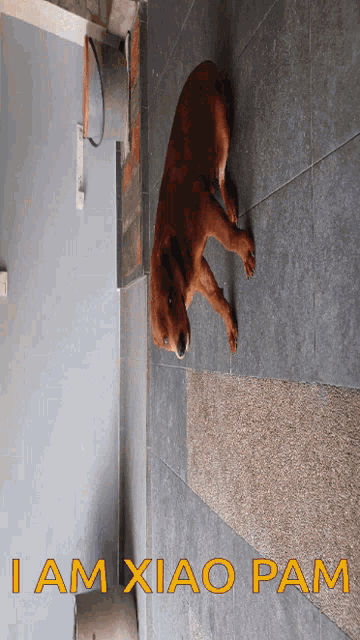 a picture of a dog with the words i am xiao pam