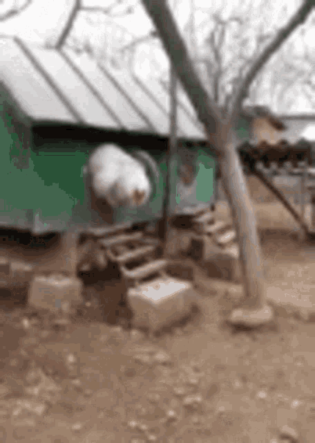 Rooster Walking GIF