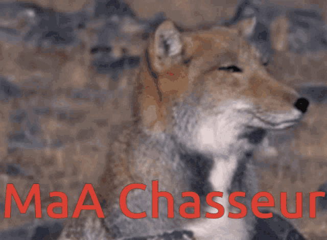 a picture of a fox with the words maa chasseur in red letters