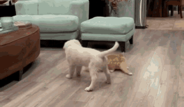 Cat Dog GIF - Cat Dog Play GIFs