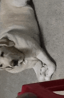 a white dog is laying down on the floor next to a red stool .