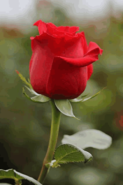 a close up of a red rose with a green stem and leaves