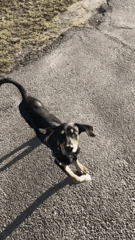 a black and brown dog on a leash is running down a road