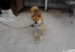 Dancing Pup! GIF - Dogs GIFs