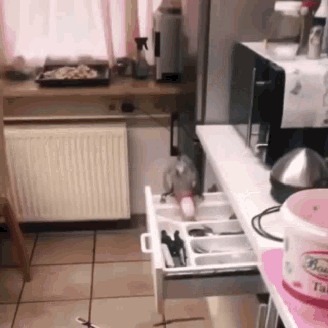 a parrot is sitting in a kitchen drawer next to a microwave .