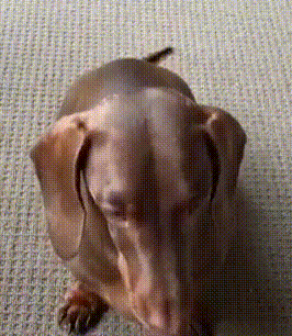 a close up of a dachshund laying down on the floor