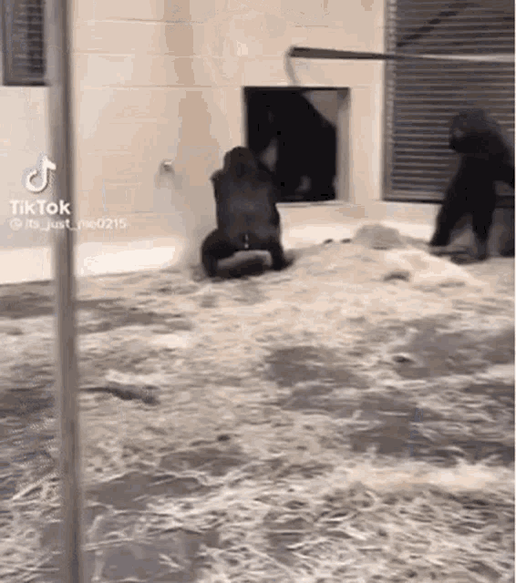 two gorillas are playing in a pool of water in a zoo .