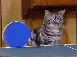 Cats Ping Pong GIF - Cats Ping Pong GIFs