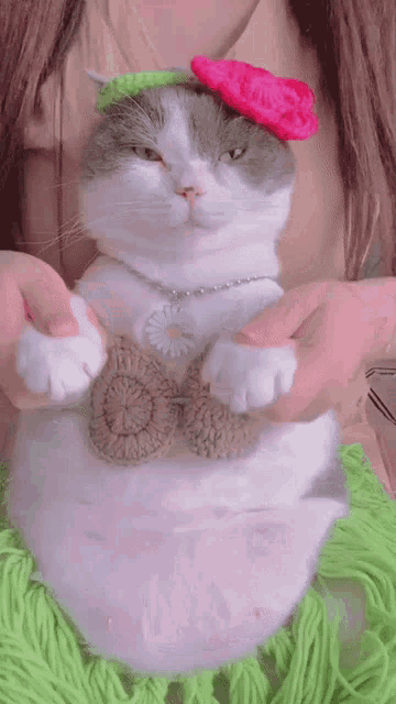 Cat Dance Hawaii Hula Bellydance Dancing Thicc Chonky GIF