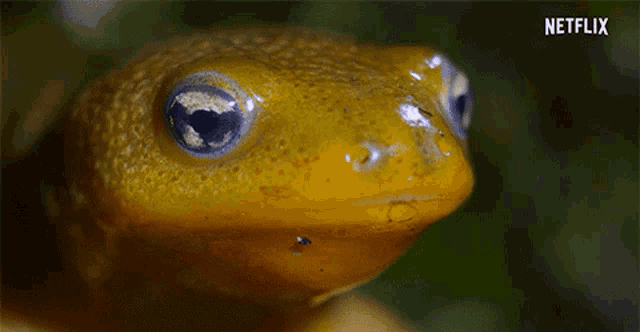 Frog Yellow Frog GIF - Frog Yellow Frog Blue Eyed Frog GIFs