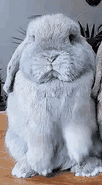 a large white rabbit is sitting on a wooden table looking at the camera .
