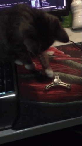 Dajm Korven Cat GIF - Dajm Korven Cat Fidgetspinner GIFs