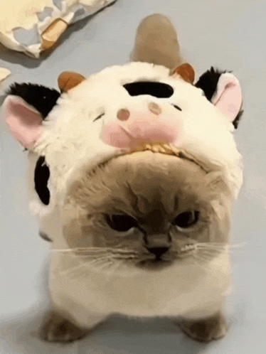 a cat wearing a cow hat looks angry at the camera