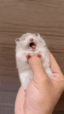 a person is holding a hamster in their hand with its mouth open