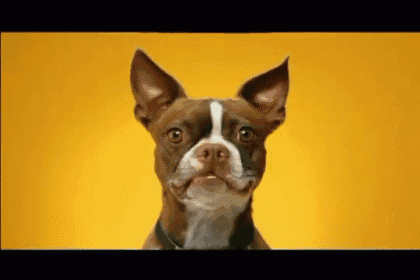 a brown and white dog is sitting on a yellow background .