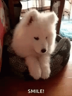 Smile Funny Animals GIF - Smile Funny Animals Dogs GIFs