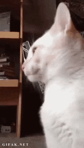 Cat Tongue Out GIF - Cat Tongue Out Funny Cat GIFs
