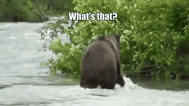 a bear is walking through a river with the caption what 's that