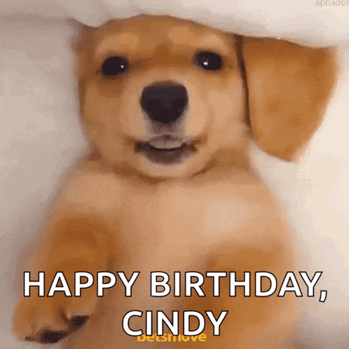 a puppy is laying under a blanket with the words happy birthday cindy written below it