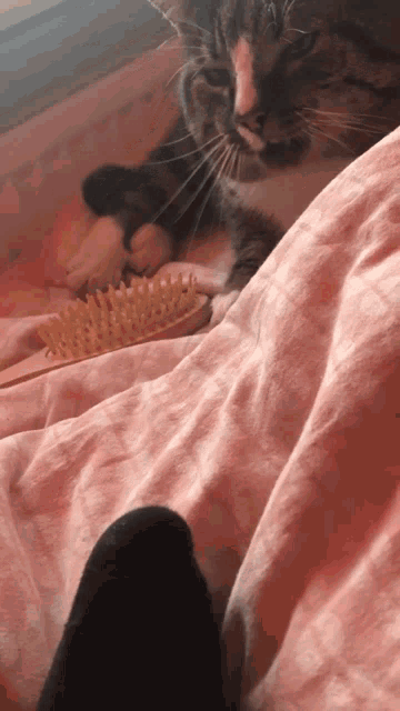 a cat laying on a bed next to a brush that says ' brush ' on it