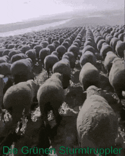 a large herd of sheep standing in a field with the words die grünen sturmtruppler written on the bottom