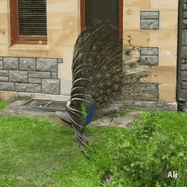 Bird Peacock GIF - Bird Peacock Peaflow GIFs