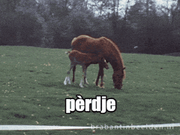 a horse and a foal grazing in a field with the word perdje in white letters