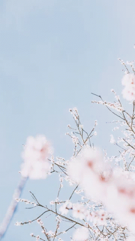 Pastel Blossoms GIF - Pastel Blossoms GIFs