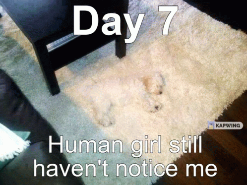 Day7 Hidden Dog GIF - Day7 Hidden Dog Igorfr GIFs
