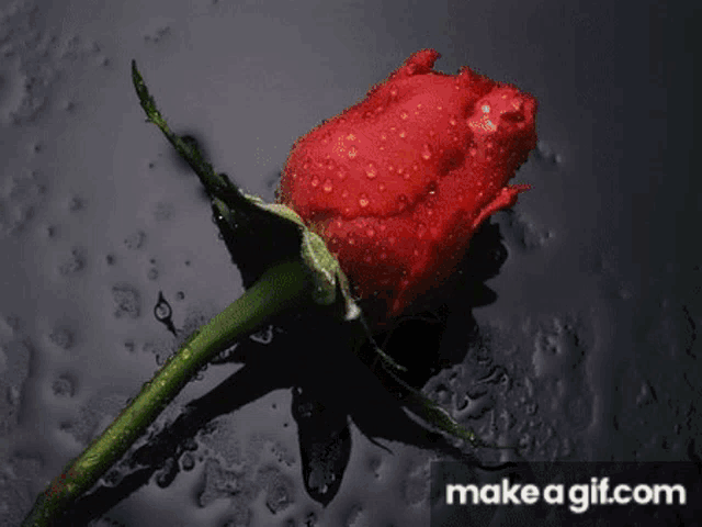 a close up of a yellow flower with the words make a gif.com underneath it