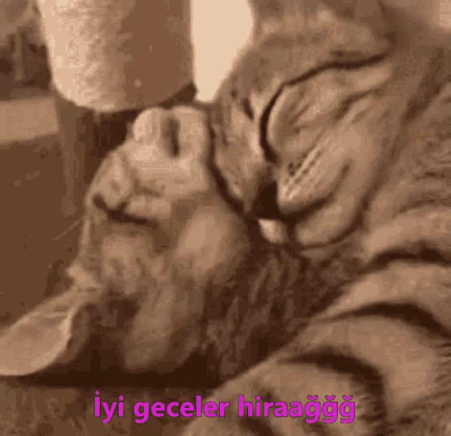 Iyi Geceler Hira GIF - Iyi Geceler Hira Cat GIFs