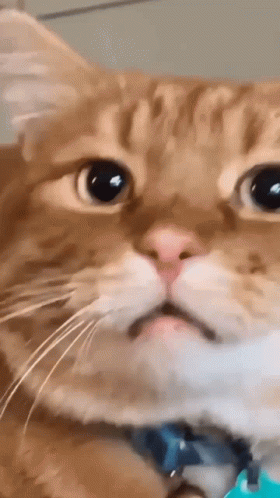 Wow Cat GIF - Wow Cat Unimpressed GIFs