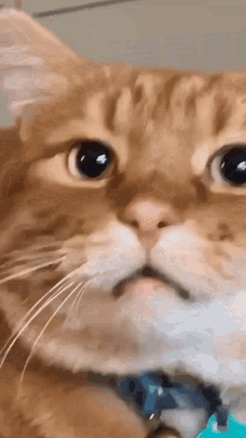 a close up of a cat 's face with a blue collar on .