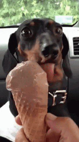 Yummy Yummy Sausage Dog GIF - Yummy Yummy Sausage Dog Dogand Ice Cream GIFs