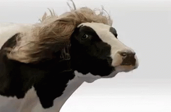 Cool GIF - Cow Wig GIFs
