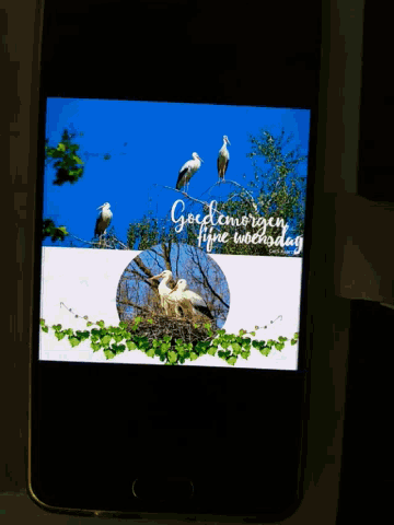 a phone screen shows a picture of birds and the words " good morning "