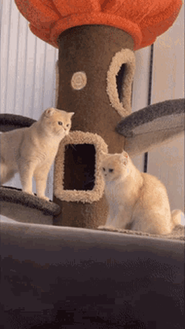 two cats are sitting on a cat tree looking at the camera