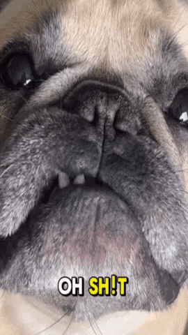 a close up of a pug dog 's face with the words oh shit in yellow letters