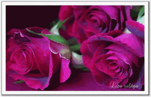 a picture of a bunch of purple roses with the name liza villaga on the bottom