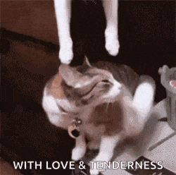a cat is sitting on top of a table with its paws on another cat 's head .