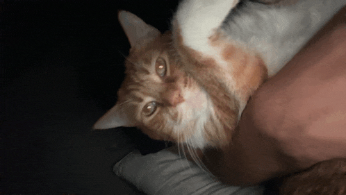 an orange and white cat is laying on its back on a bed