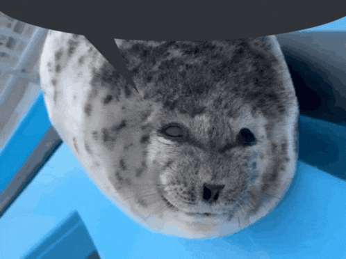 Silly Seal GIF - Silly Seal Bubble GIFs