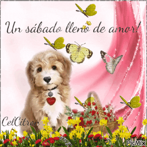 a picture of a puppy with butterflies and the words un sabado lleno de amor on the bottom